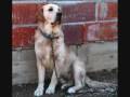 The Dirty Dixies - My Dog ,My Truck, My Woman ...