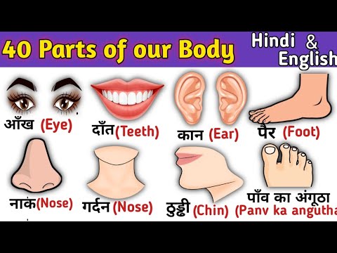 Parts of our Body | शरीर के अंगों के नाम | Hindi and English Vocabulary | The kituu world