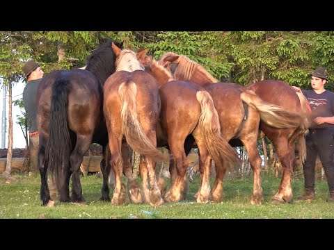 Caii baietilor de la Dealu Negru, Cluj 23 Iunie 2023