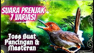 Download lagu Suara Prenjak Gacor Full Isian || 7 Variasi Suara Prenjak Klawu Kepala Merah mp3 Download lagu Suara Prenjak Gacor Full Isian || 7 Variasi Suara Prenjak Klawu Kepala Merah mp3