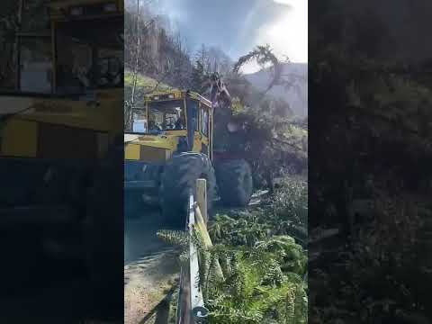 Schwarzwaldhaus 1902