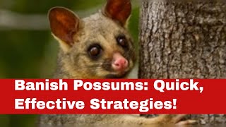 Overrun by Possums? Learn How to Get Rid of Possums FAST!