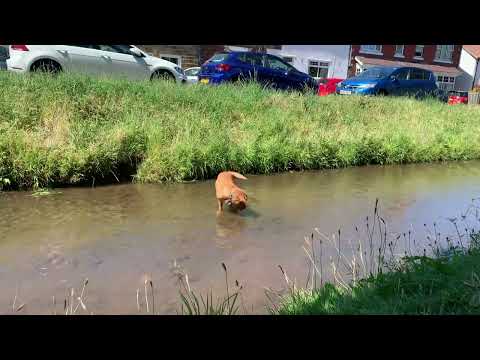 Stanley cooling off in the stream.
