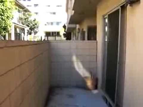 PL1273 Apartment for Rent in Los Angeles, CA (WEST LA: SANTA MONICA / BRENTWOOD ADJ. )