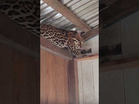 Carauari amazonas onça foi encontrada dentro de casa