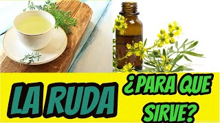 Para Que Sirve La RUDA Beneficios y Propiedades Medicinales.