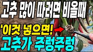고추 많이 따려면 비올때 이것 넣으면 고추가 주렁주렁! 탄저병 각종벌레도 간단히 해결방법!