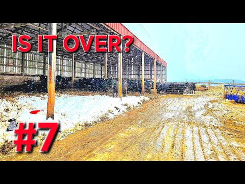 We Survived 72 Hours Calving In A Blizzard! (30 Days Of Calving)