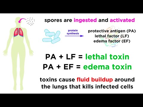 Anthrax: Bacillus anthracis