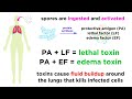 Anthrax Bacillus Anthracis