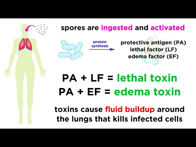 Видео Произношение Bacillus anthracis в Английский