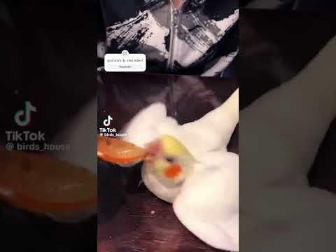 "Na hora do meu passarinho toma uma sopinha:"