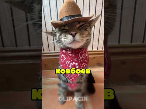Зачем кошке маленький кармашек на джинсах? #котики #веселыекоты #котики