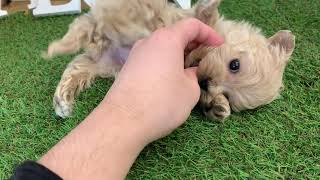 ハーフ犬の動画01