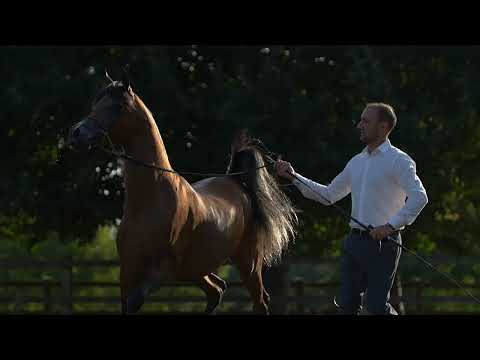 ⭐ SIDARTA AS⭐ ⁣(ES Sarab x MB Vivyanna) - STC AUCTION 2022