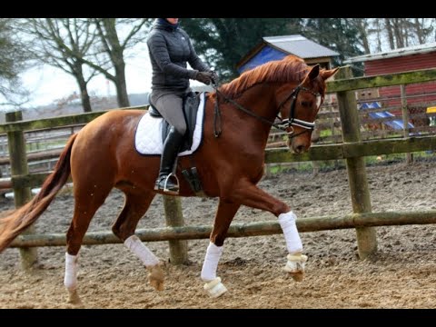 2017 Hanoverian gelding by FLORISCOUNT 17 hh www.sporthorses-online.com
