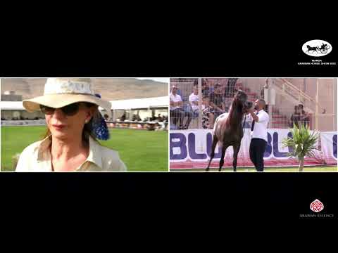 N 145 K Z IBN AL SAFEEN   Manda Arabian Horse Show   Colts 2 Years Old Class 15