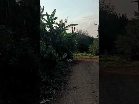 passeando pelas estradas rurais de IRETAMA  - PARANÁ  #agro #fazenda #caipira #sertanejobrasileiro