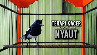 Download lagu kacer gacor NGEPLONG tarung ini paling ampuh buat PANCINGAN KACER agar EMOSI mp3
