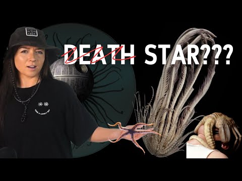 Zoologist Answers: WTF is THAT? (All Star Edition) | Lindsay Nikole