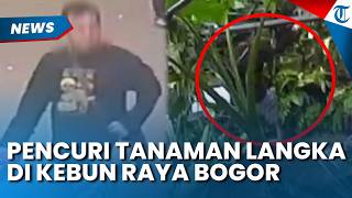 Curi Kantong Semar di Kebun Raya Bogor, Pria Asal Jakarta Tertangkap Basah Lewat Rekaman CCTV