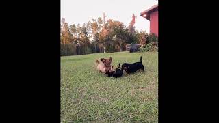 Video preview image #1 Chiweenie Puppy For Sale in Tampa, FL, USA