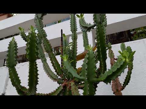 Euphorbia Candelabrum can be extremely poisonous,and a dangerous irritant.//DORIS GELINASENORITANGDH