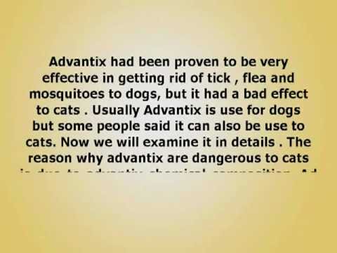 Advantix For Cats  Is It Harmful