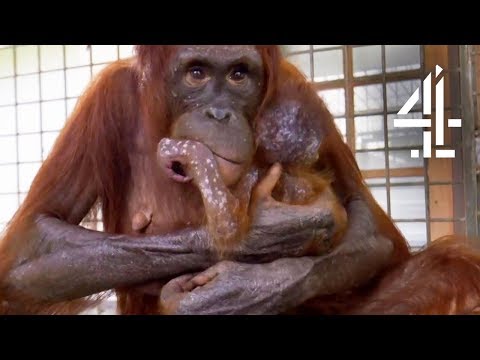 Voiceovers YouTube video thumbnail - Orangutan Jungle School - Channel 4 Documentary