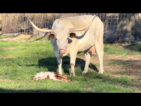 New Life at JL Ranch! 