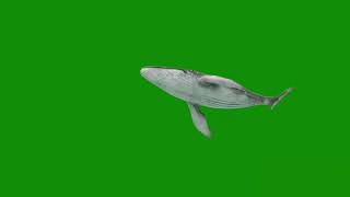 Download lagu Whale (green screen) mp3