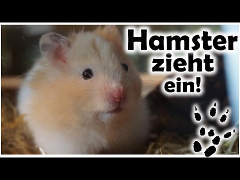 21 Neu Chinchilla Käfig Einrichtung Kaufen Grafiken 21 Neu Chinchilla Käfig Einrichtung Kaufen Grafiken