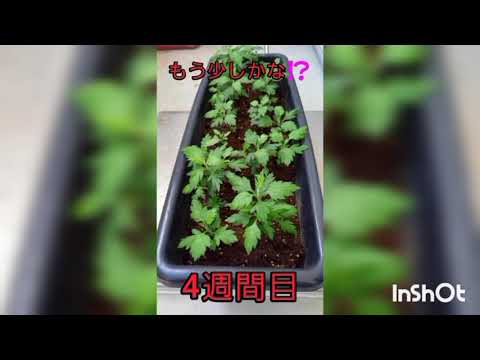 園芸 よもぎ、レモンよもぎ