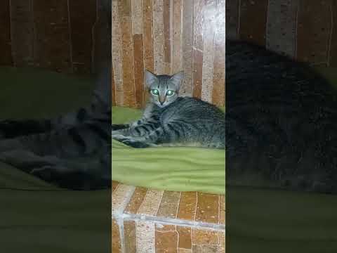 Adoção responsável Povoado alto da madeira, jacaré dos homens Alagoas NÃO COMPREM ADOTEM!!!