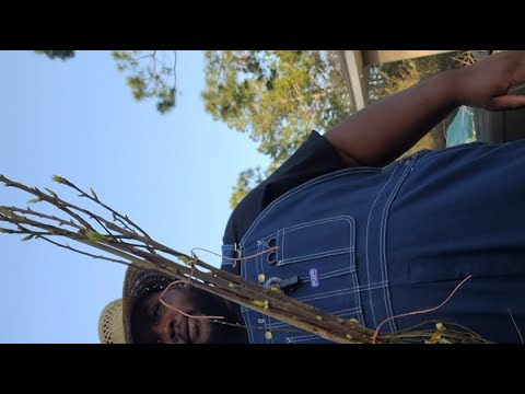 The Ultimate Guide to Growing Your Own Food (Fruit Trees & Vegetables)