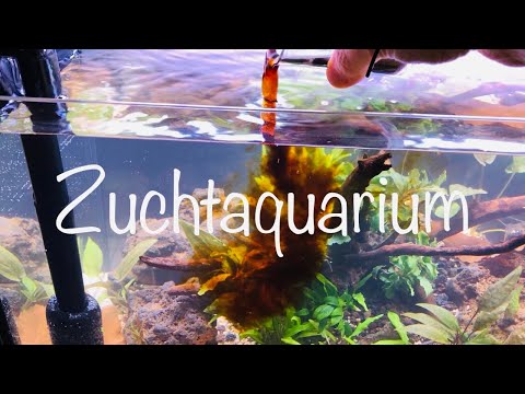 Loa Rocks Zuchtaquarium für Apistogramma #Apistogramma