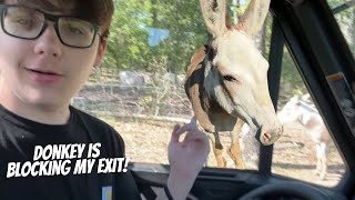 Guard Donkey Or Stalker?!