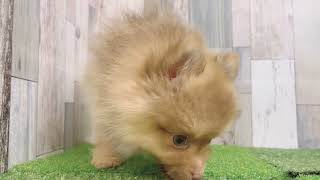 ポメラニアンの動画01