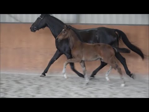 *2023 Stute von Franco Nero - Fürst Romancier