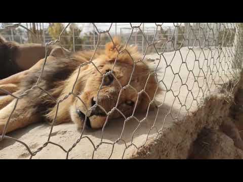 African lions in iran #shiraz
