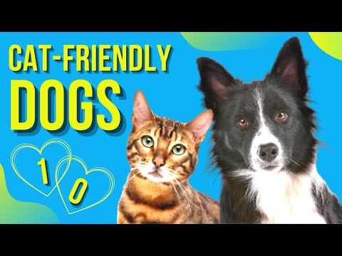 Top 10 Dog Breeds That Are Good with Cats ( So Cute! )