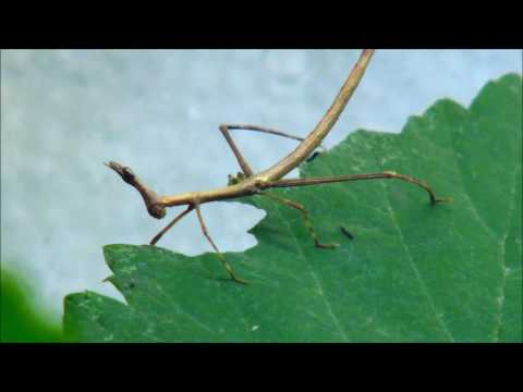 Haltung von Pferdekopfschrecke / Pseudoproscopia latirostris
