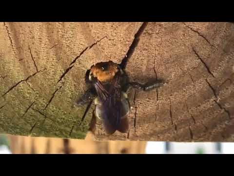 Carpenter Bees Makes Getting Mail Dangerous for Homeowner in Red Bank, NJ