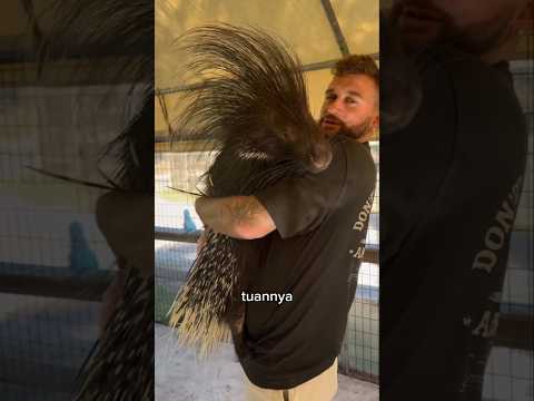 Kisah Landak Manja Yang Tak Terduga 🦔