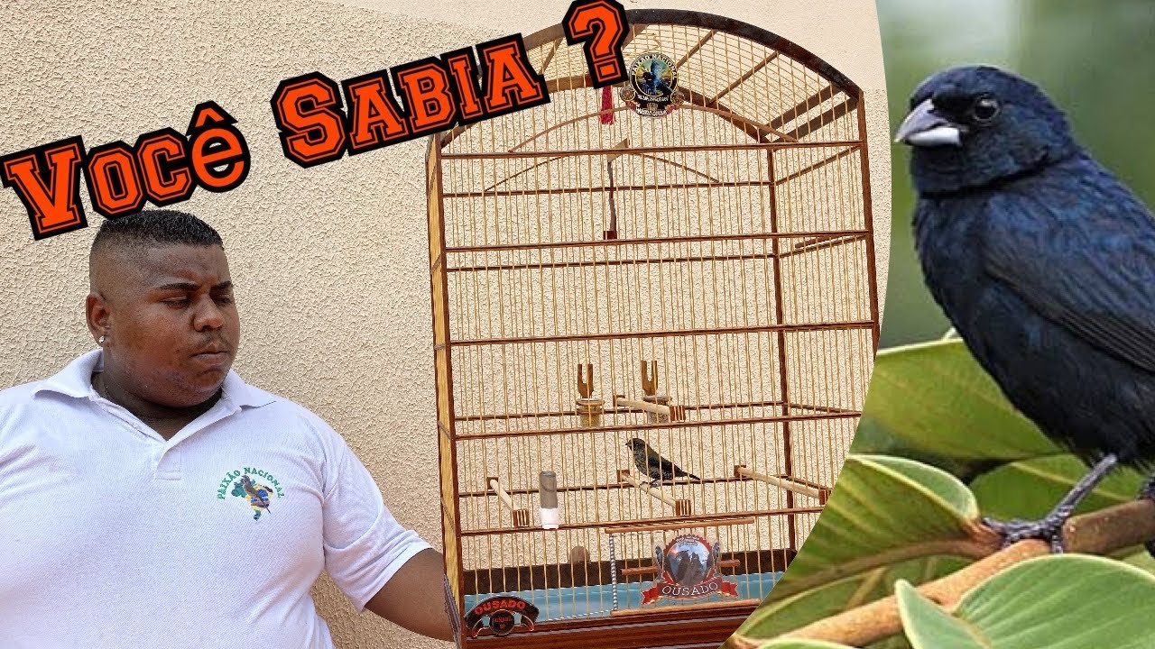 CURIOSIDADES QUE VOCÊ DEVERIA SABER SOBRE O TIZIU