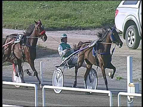 Trotto 13/11/2016 - 1ª corsa