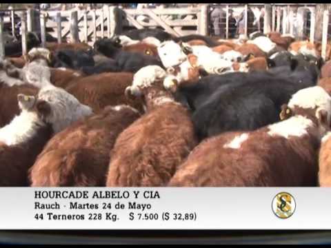24-05-16 Venta de Machos - Hourcade, Albelo y Cia S.A. - Rauch.