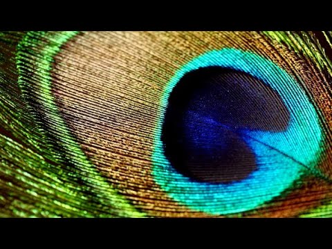 download lagu mp3 mp4 Pena De Pavão, download lagu Pena De Pavão gratis, unduh video klip Pena De Pavão