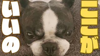 妻の足に挟まりたい愛犬🐶
