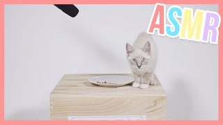 Freddy the kitten eating cat kibble - ASMR | Furry Friends